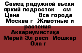 Самец радужной вьехи яркий подросток 15 см › Цена ­ 350 - Все города, Москва г. Животные и растения » Аквариумистика   . Марий Эл респ.,Йошкар-Ола г.